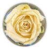 3.5" Single Funeral Flower Paperweight