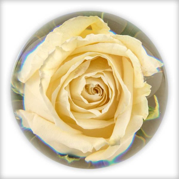 Preserved resin funeral rose by Flower Preservation Workshop in Somerset