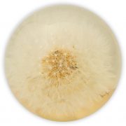 Single Flower Paperweight- The Flower Preservation Workshop