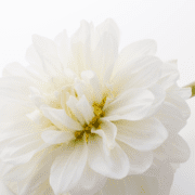 Funeral tribute deposit